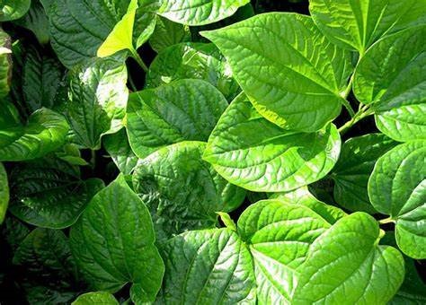 Viêm chân răng hàm dưới