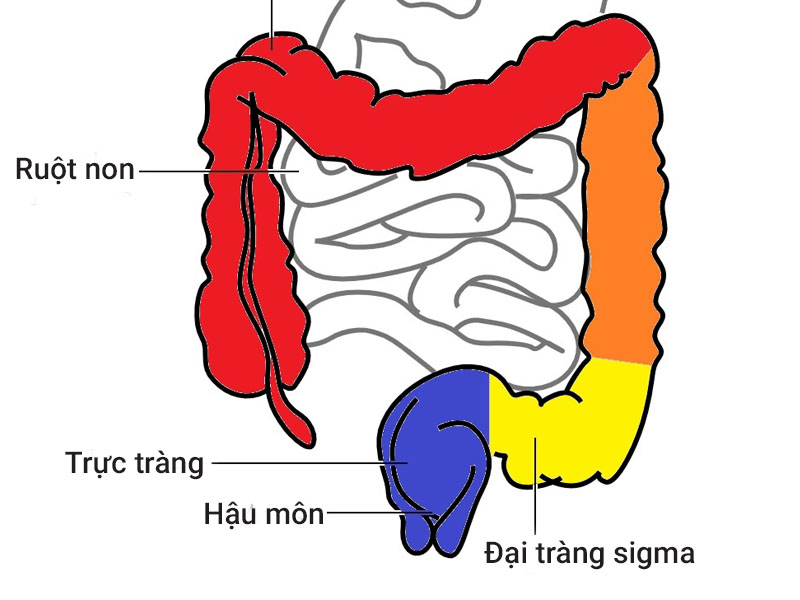 đại tràng sigma