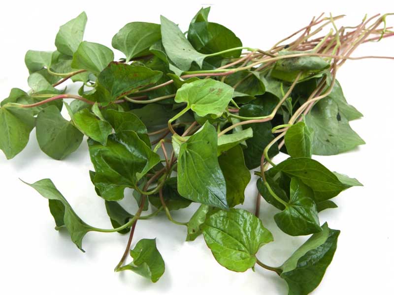 trị viêm họng tại nhà