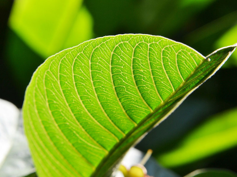 bị viêm lợi phải làm sao