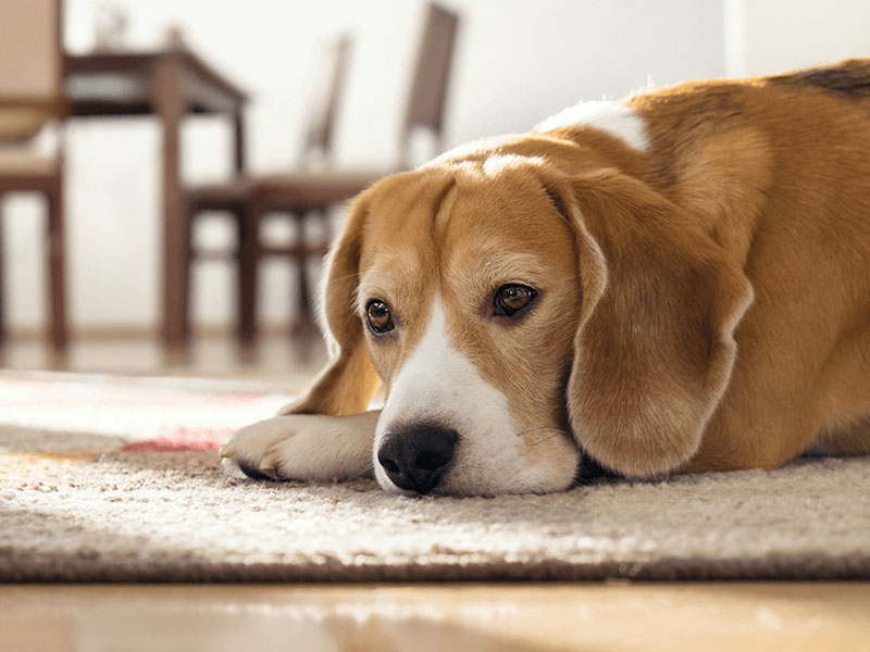 Viêm mũi mãn tính ở trẻ em 