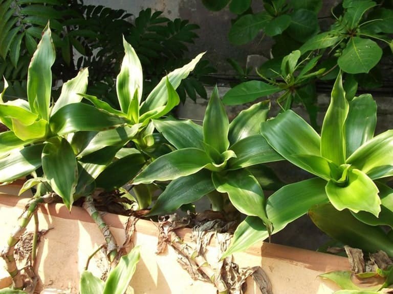 mẹo chữa viêm xoang tại nhà