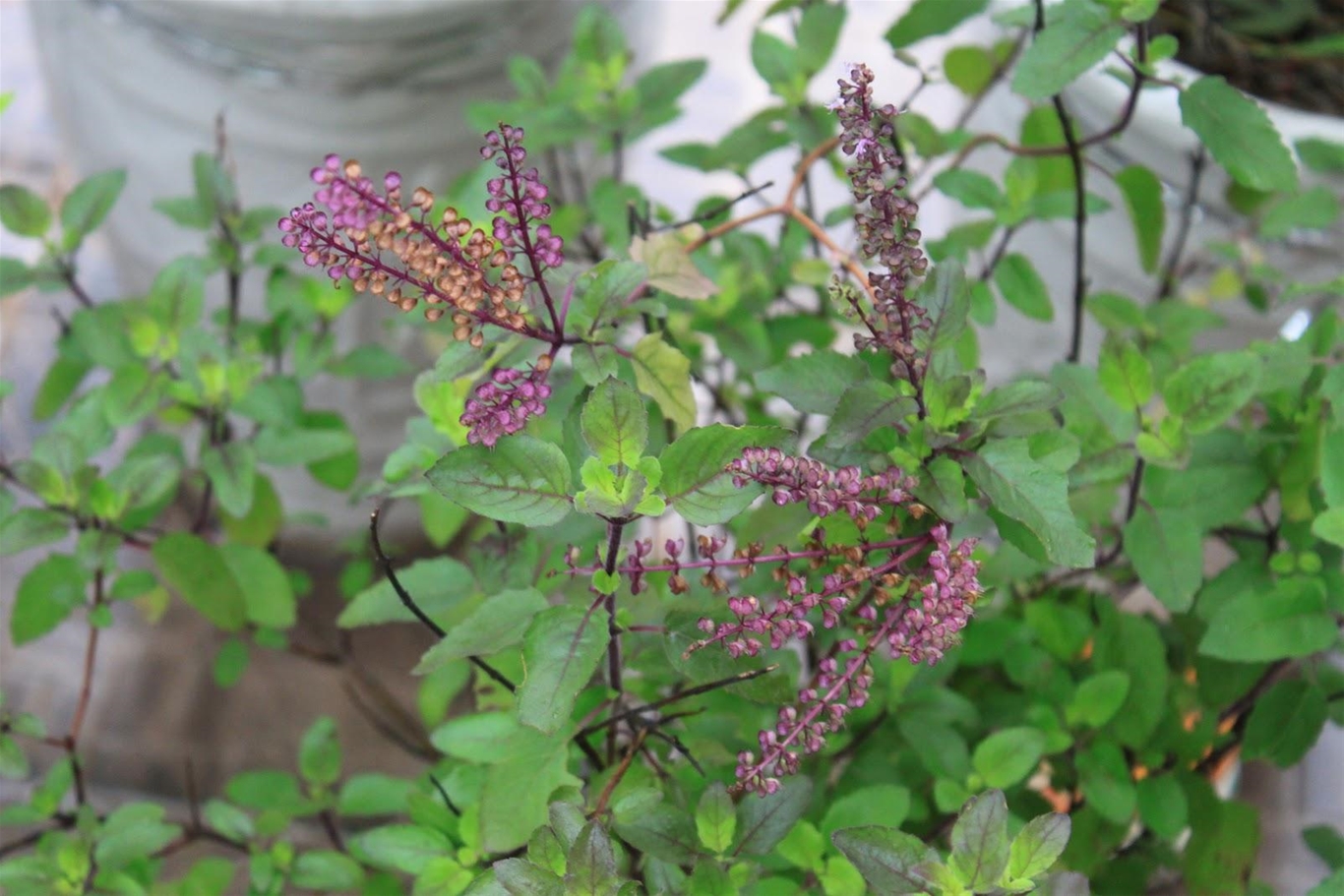 Xông lá hương nhu giúp giải cảm an toàn