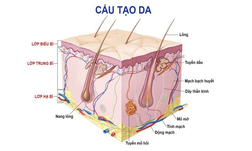 Cấu tạo da gồm có 3 lớp: biểu bì, trung bì và hạ bì