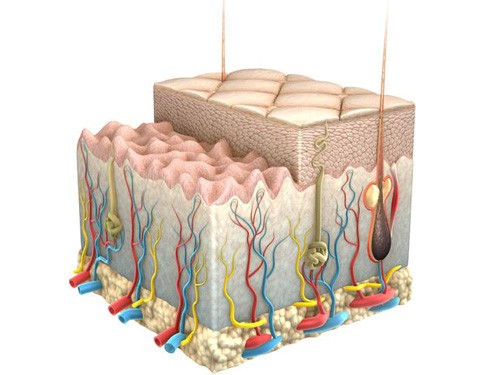 Cấu tạo bề mặt da mặt